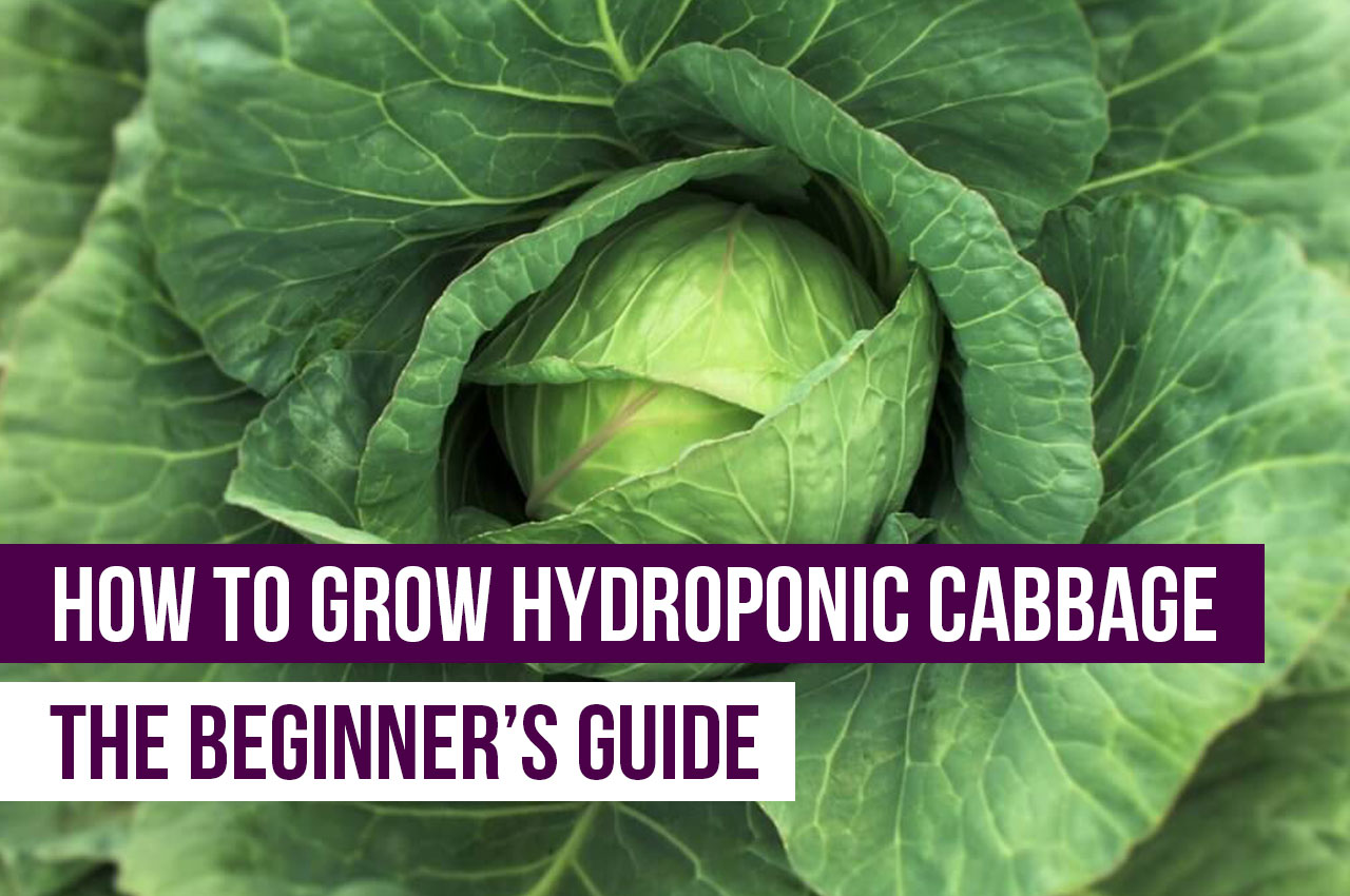 How To Grow Hydroponic Cabbage The Beginner S Guide Upstart University