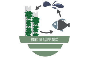 Intro to Aquaponics