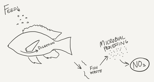 Nitrogen in Aquaponics