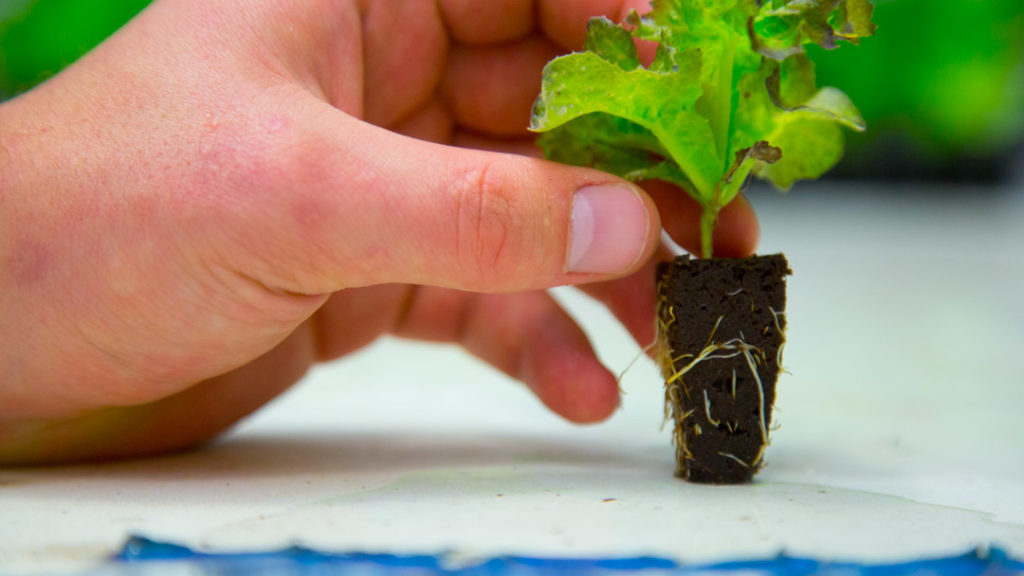 hydroponic germination