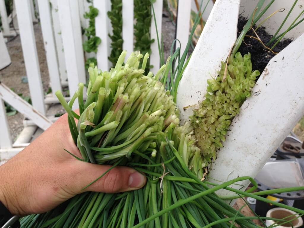 grow hydroponic chives