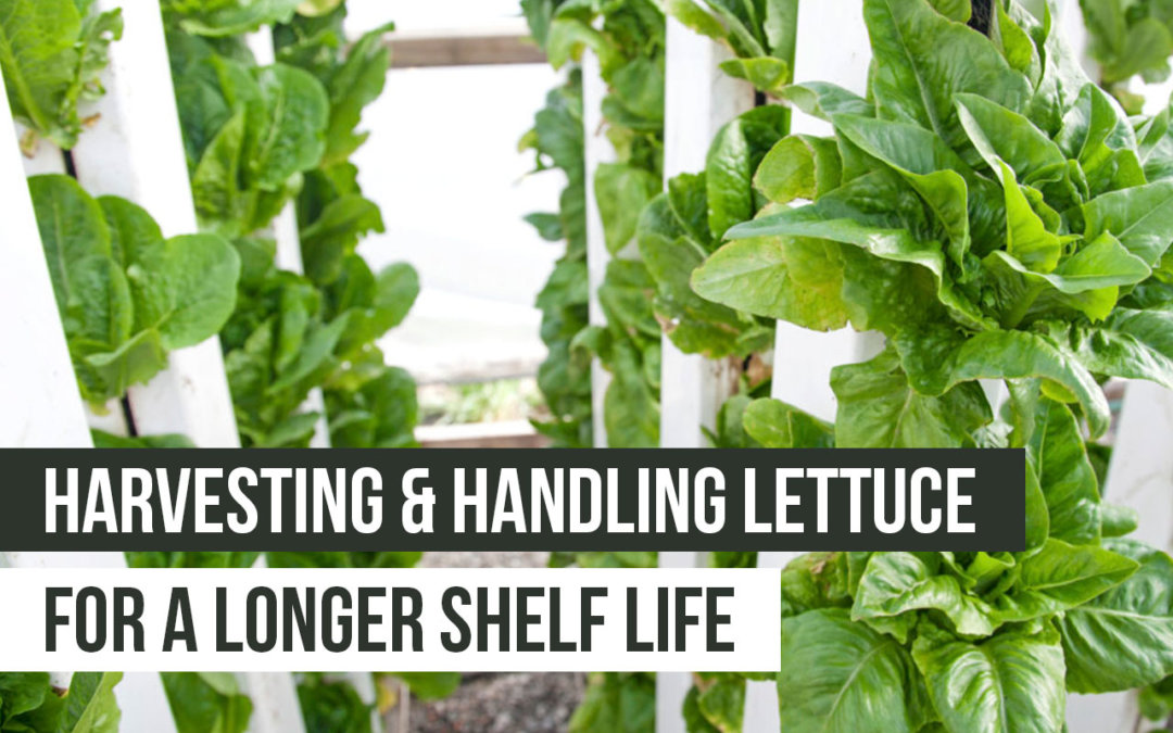 harvesting and handling lettuce