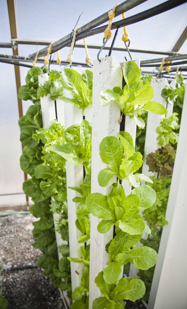 harvesting and handling lettuce