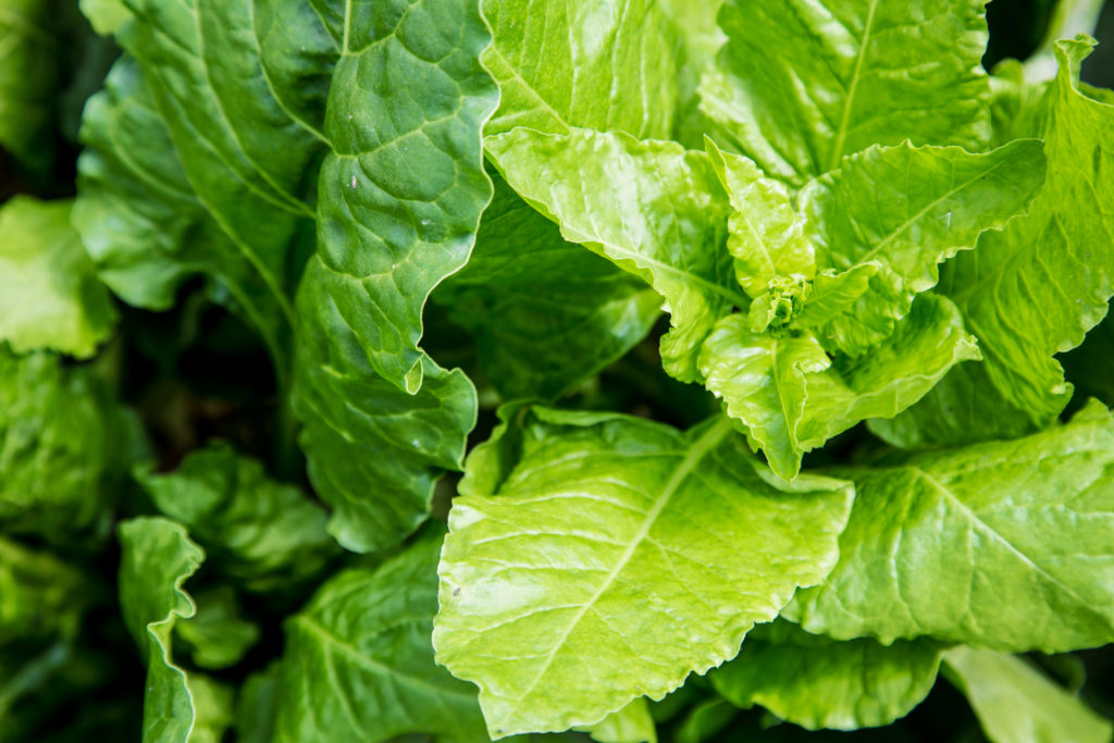 harvesting and handling lettuce