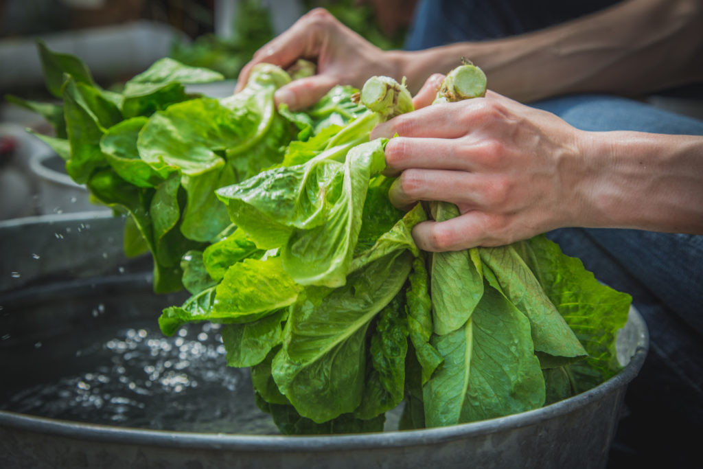 Harvesting and Handling Lettuce for a Longer Shelf Life Upstart