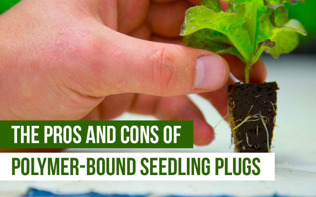 Pros and Cons of Polymer-Bound Seedling Plugs