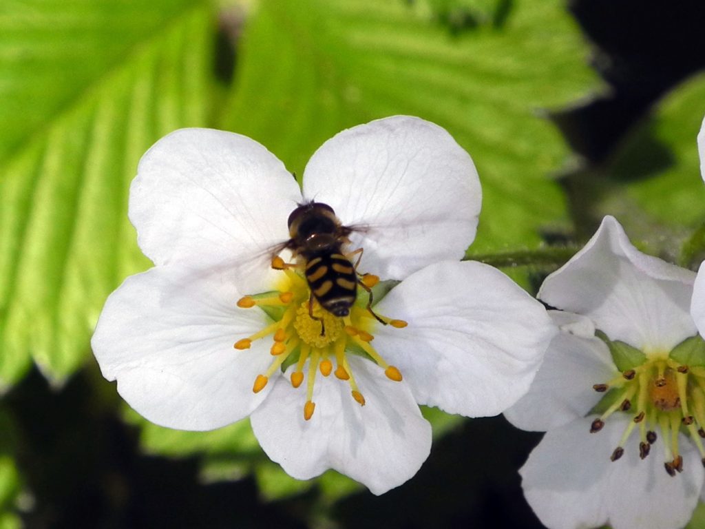 Grow hydroponic strawberries - flower pollination