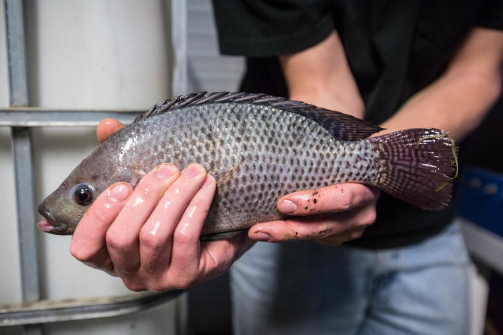 potassium in aquaponics - tilapia in hands