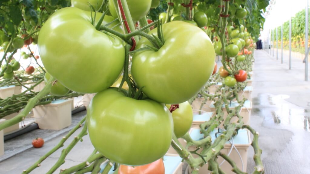 bato buckets for beginners tomato cropking