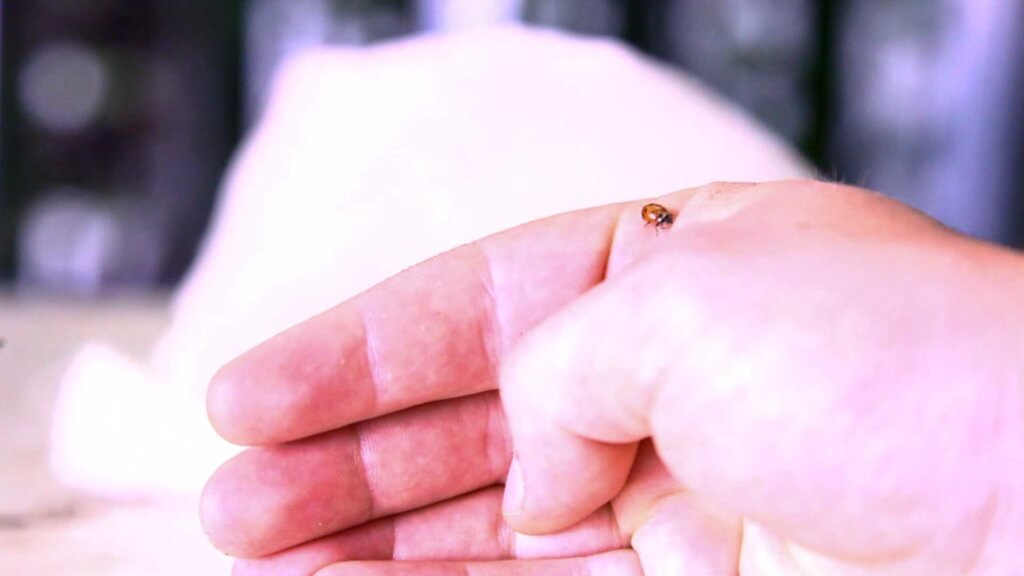 ladybugs for pest control—hand