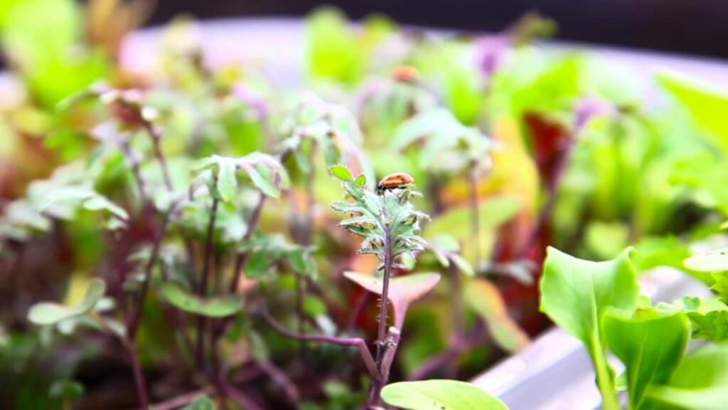 ladybugs for pest control - seedling cart