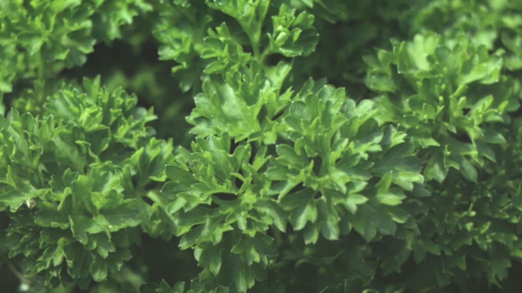 Growing hydroponic parsley