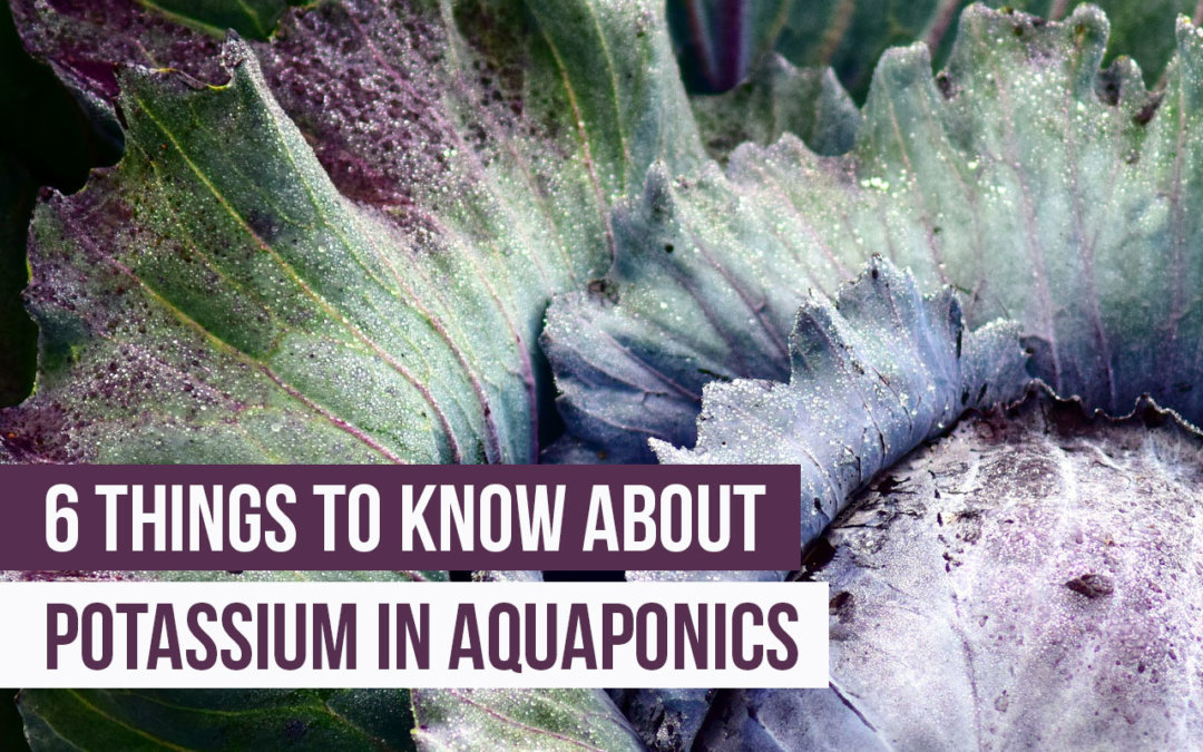 6 things you need to know about potassium in aquaponics