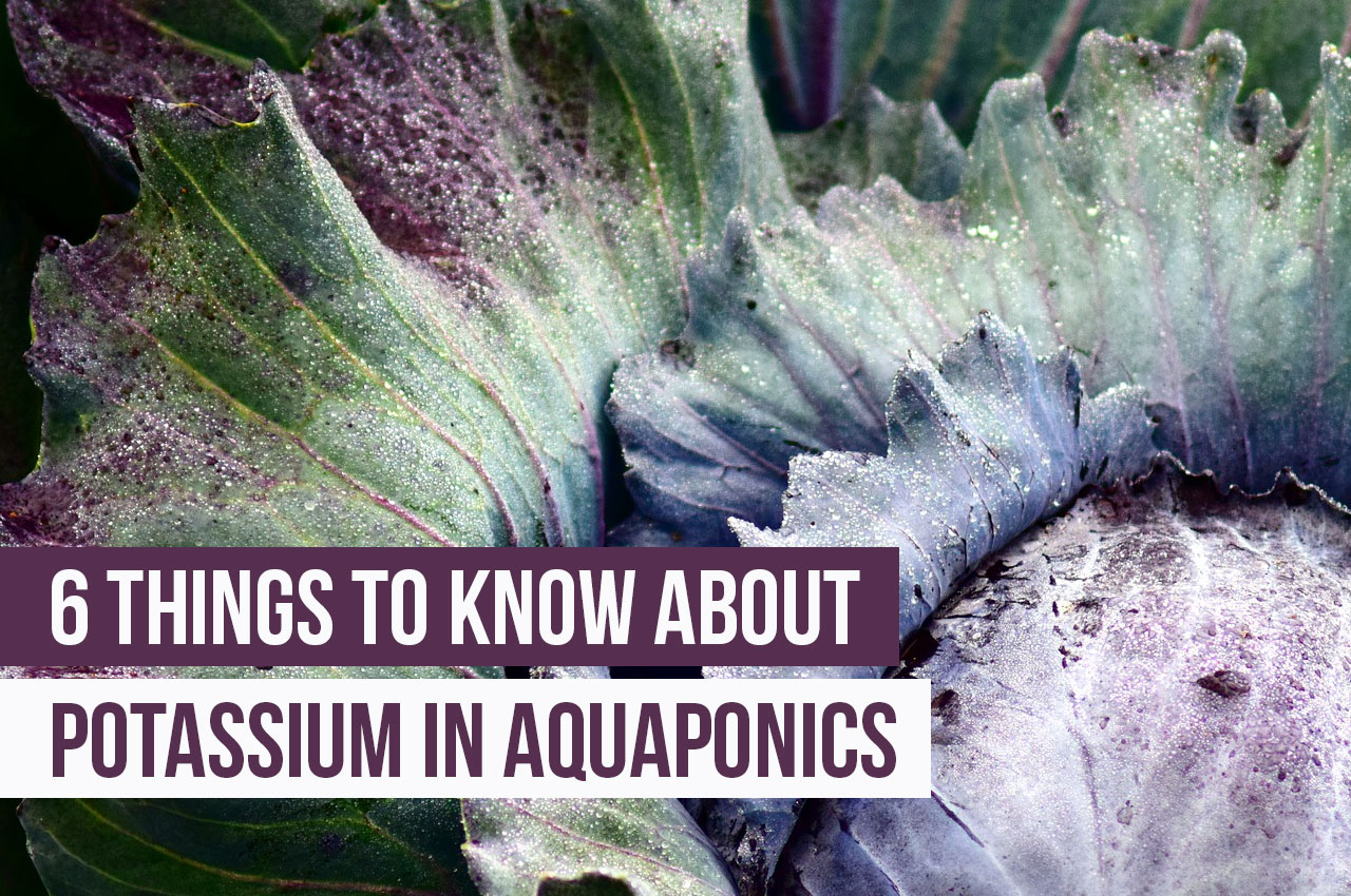 6 Things You Need to Know About Potassium in Aquaponics 