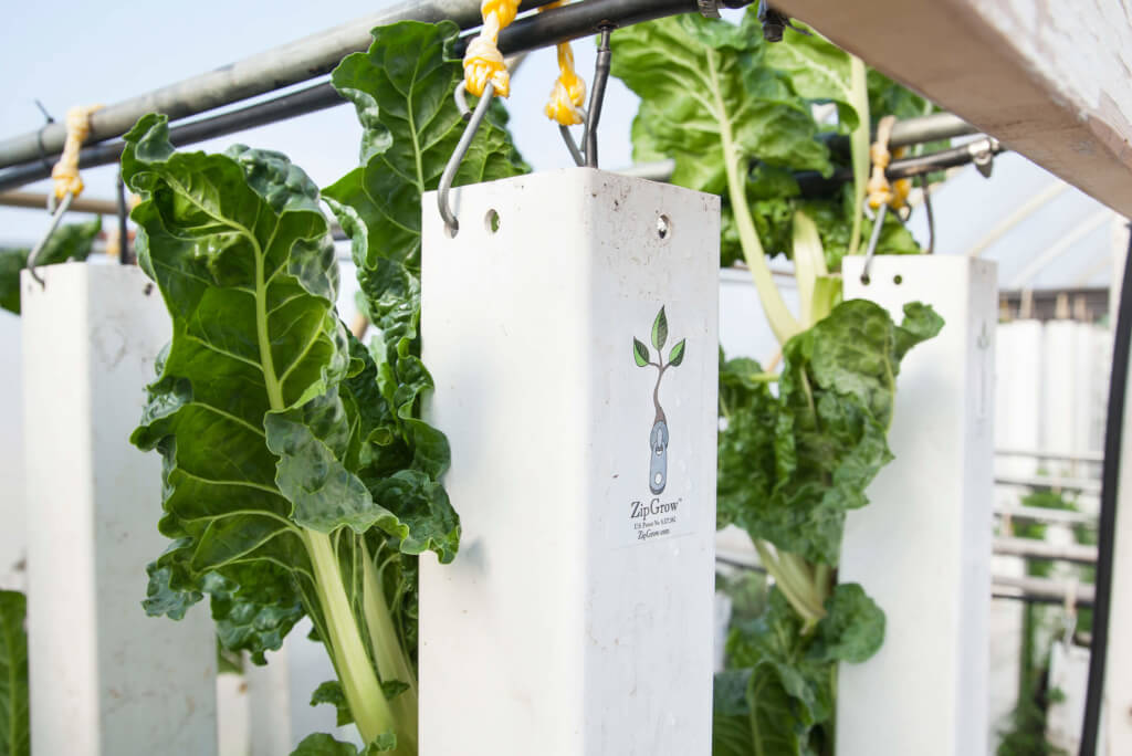 growing chard without soil - chard tower