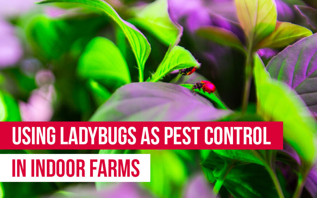 How to Use Ladybugs for Pest Control in Indoor Farming