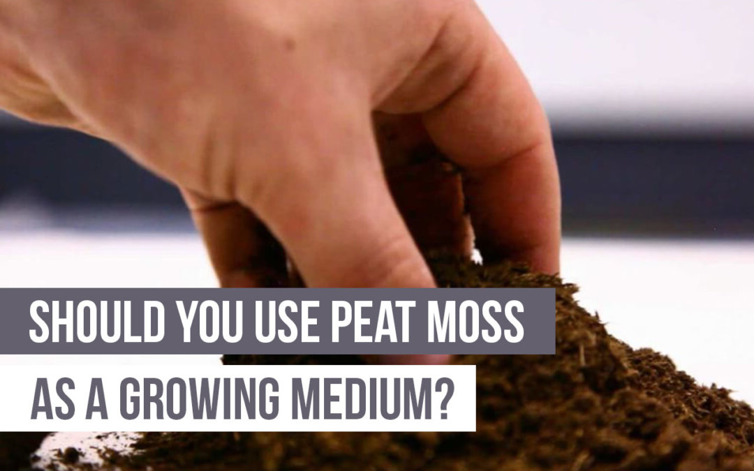 Should You Use Peat Moss as a Growing Medium?