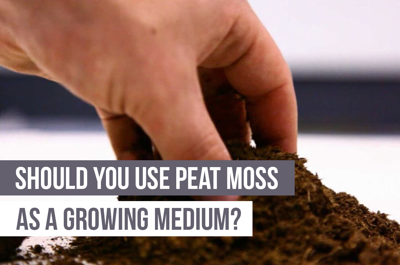 free download peat moss