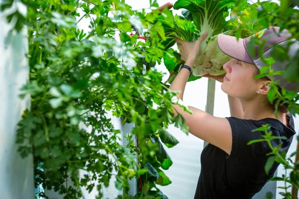 Growing Bok Choy in Hydroponics Perry