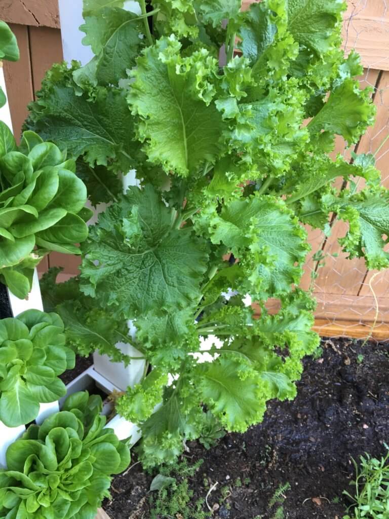 Growing Mustard Greens