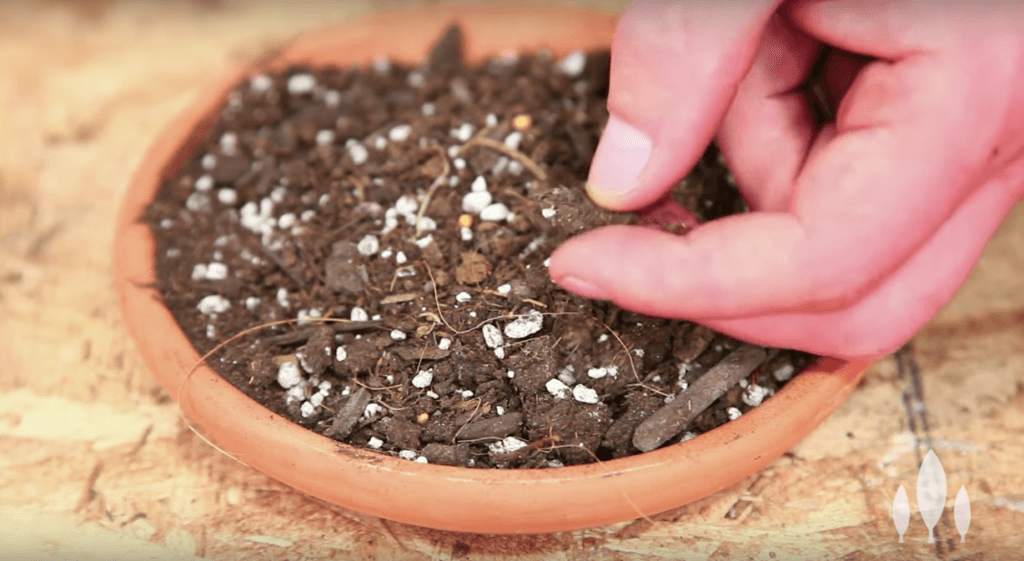 Soilless Potting Mix