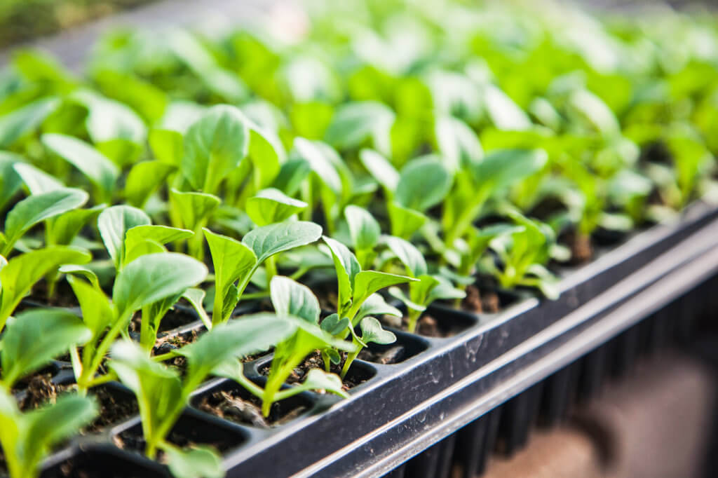 hydroponic germination