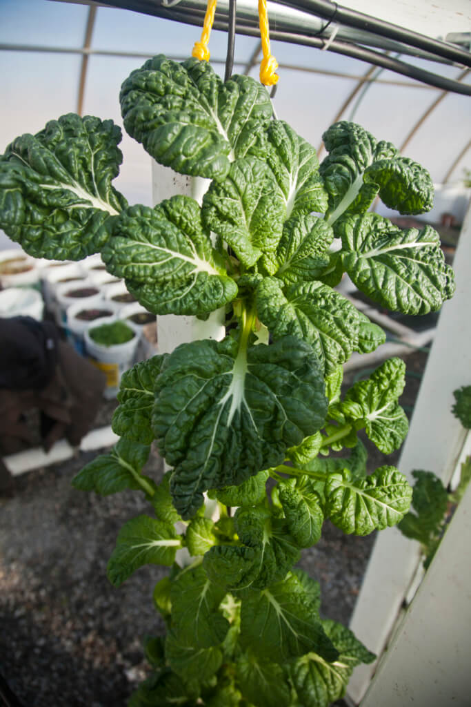 Growing Bok Choy in Hydroponics - Tatsoi