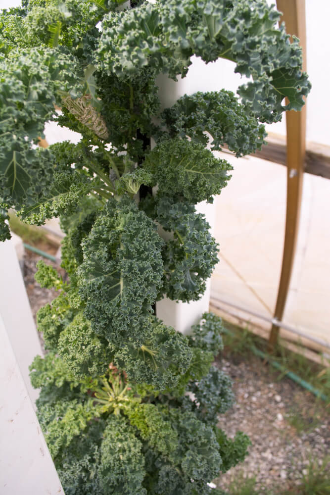 growing kale in hydroponics curly kale