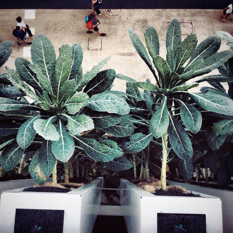 growing kale in hydroponics Kale from Top of USA Pavilion