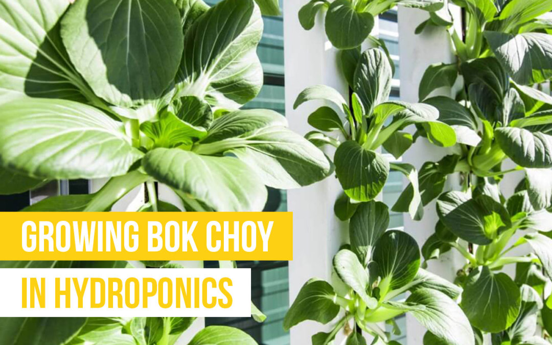 growing bok choy