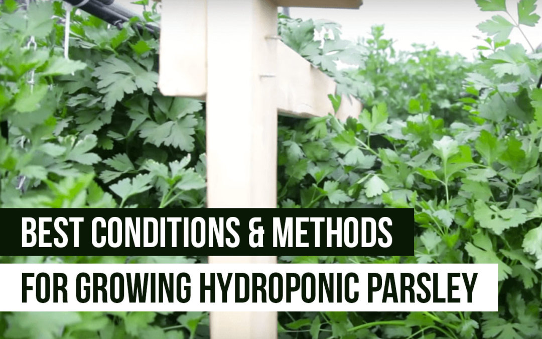 growing hydroponic parsley