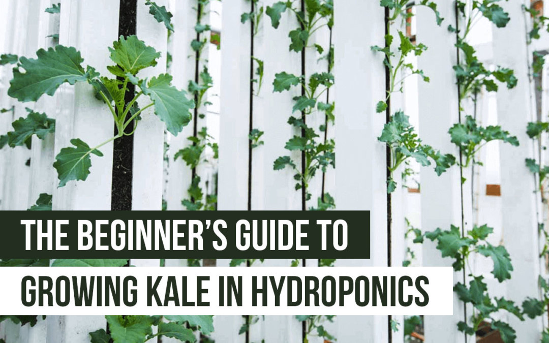 growing kale in hydroponics