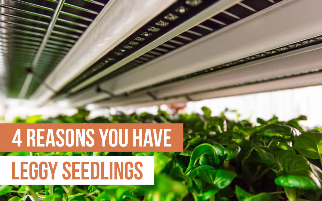 4 Reasons You Have Leggy Seedlings