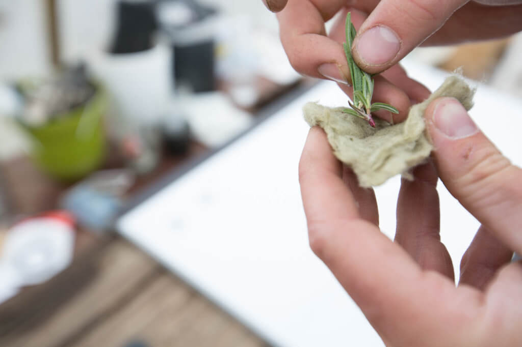 rosemary in hydroponics