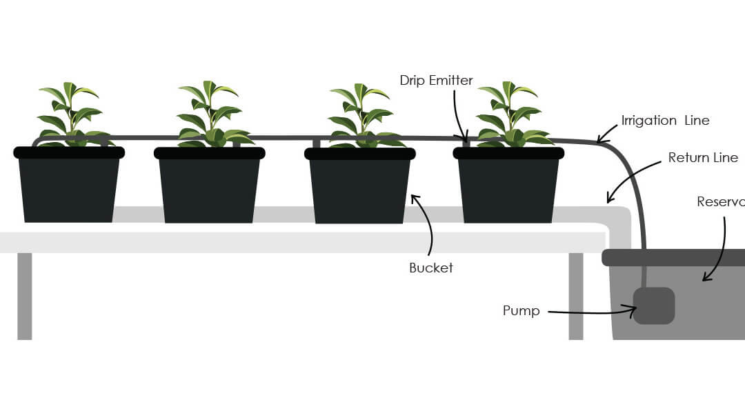 How to Build a Simple Hydroponic Dutch Bucket System ...