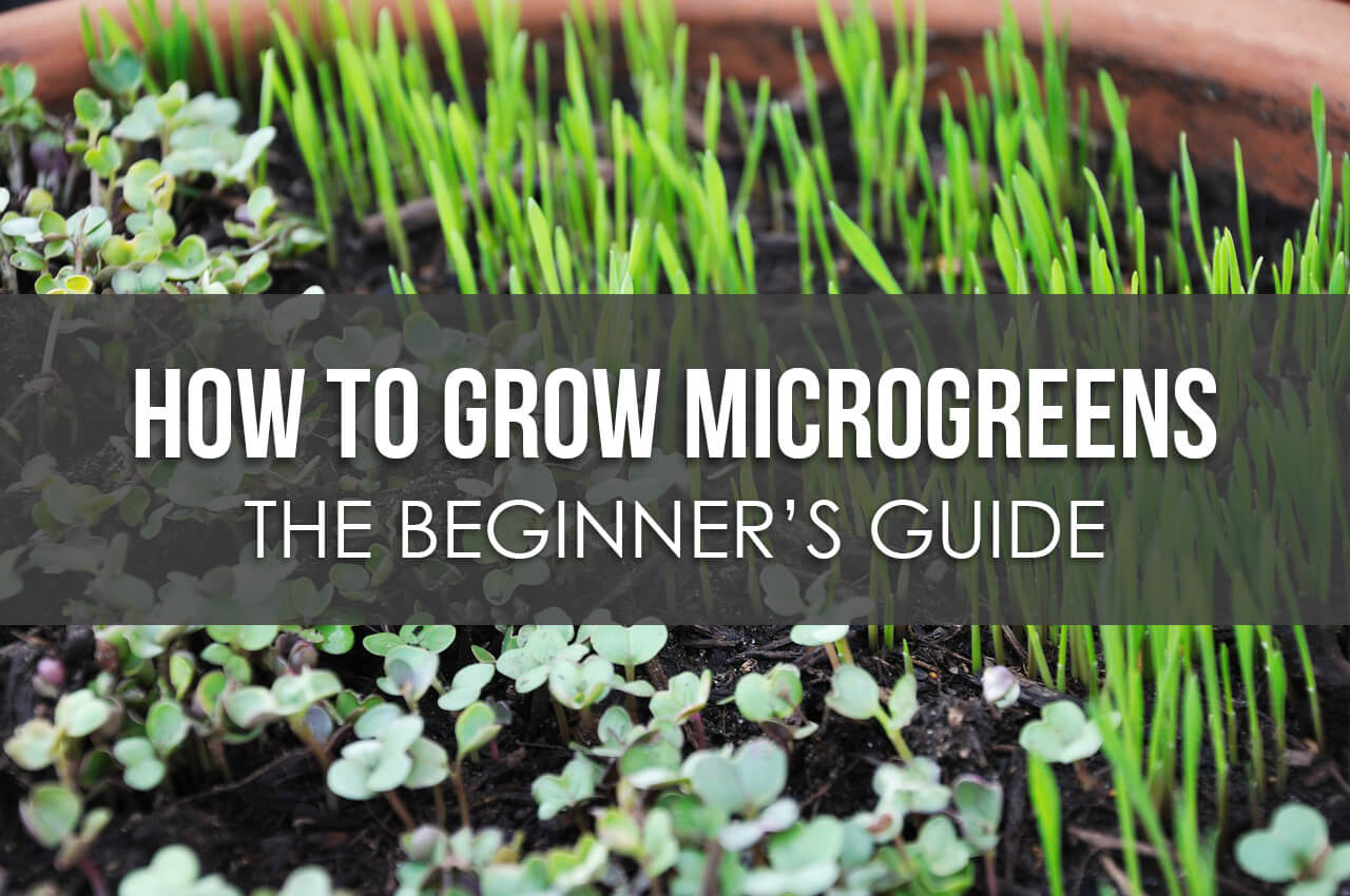How To Grow Microgreens The Beginner s Guide How To Grow Microgreens The Beginner s Guide