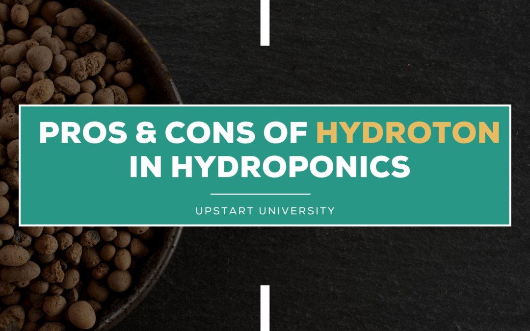 Pros and Cons of Hydroton (Clay Pebbles) in Hydroponics