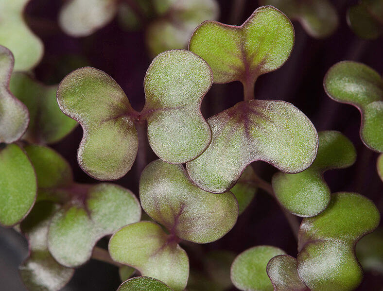 Red_Cabbage_Microgreens by Peggy Greb How to grow microgreens