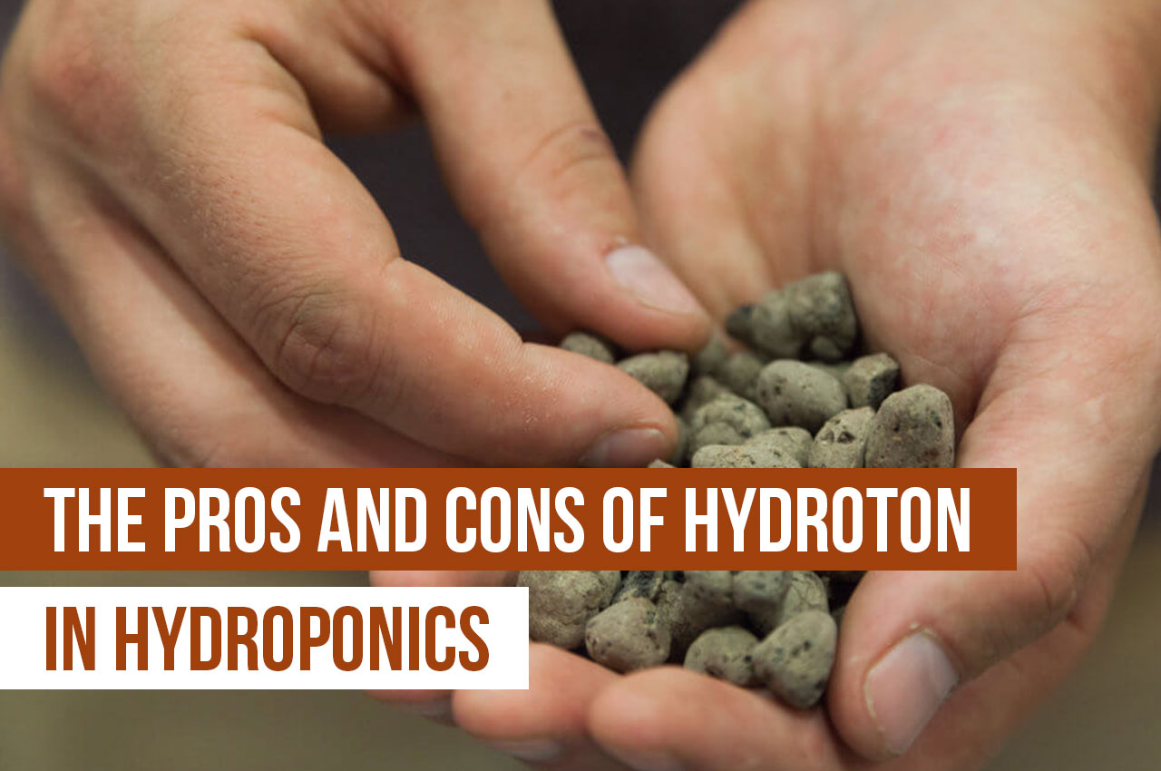 Pros And Cons Of Hydroton Clay Pebbles In Hydroponics
