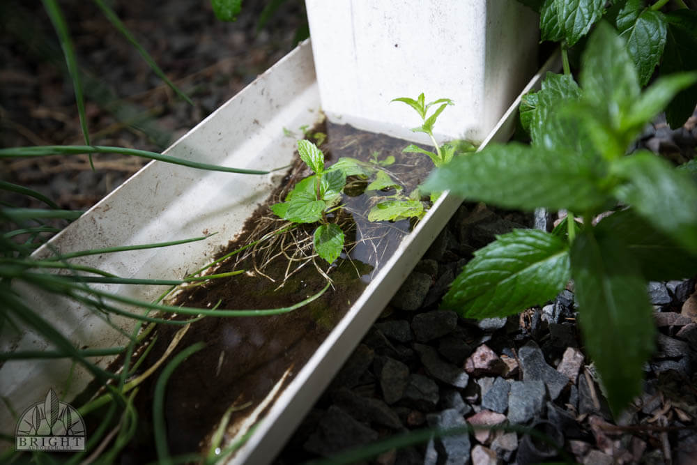 cloning How to Grow Mint