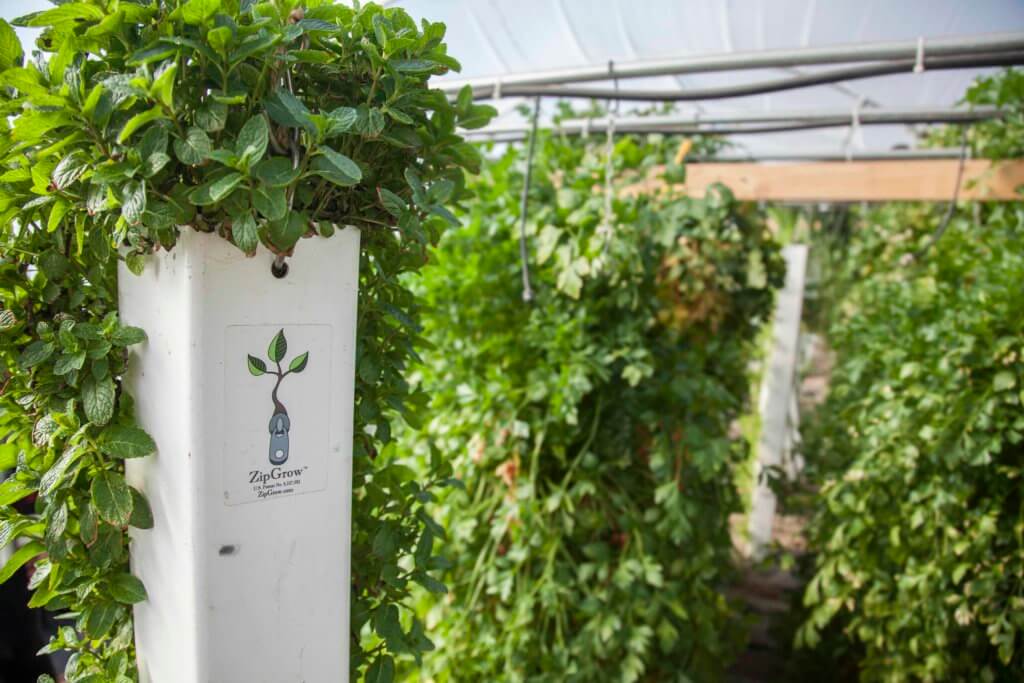  How to Grow Mint growing-mint-in-zipgrow-towers-highres