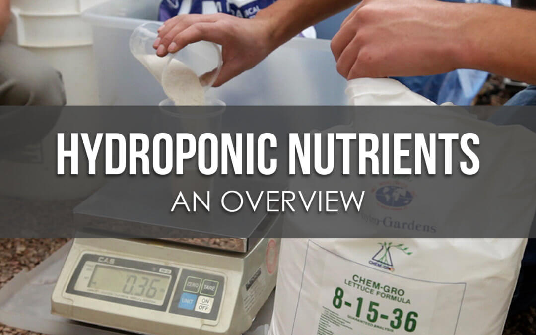 An Overview of Hydroponic Nutrient Management for Every Grower