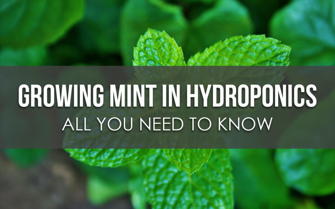 How to Grow Mint in Hydroponics – All You Need to Know