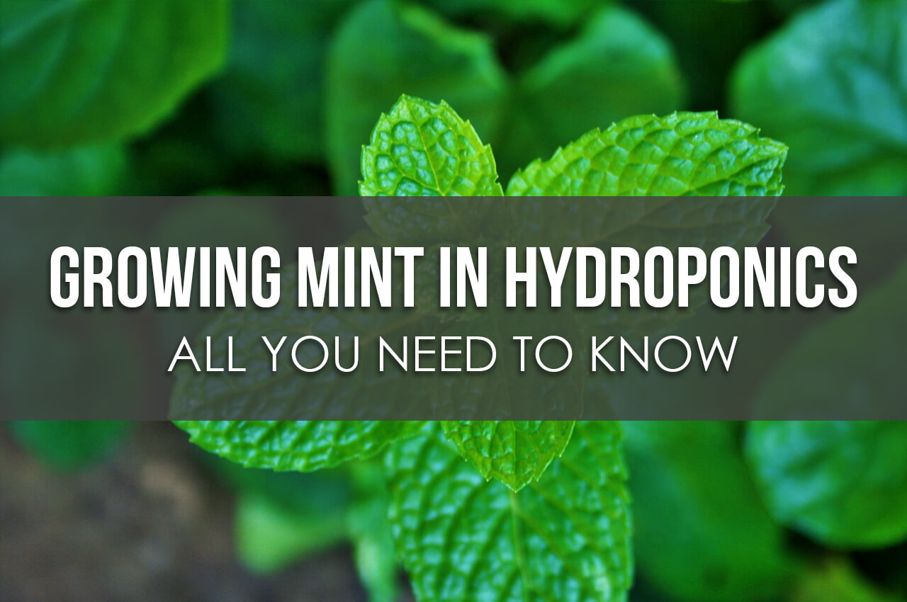 How to Grow Mint in Hydroponics - All You Need to Know - Upstart University