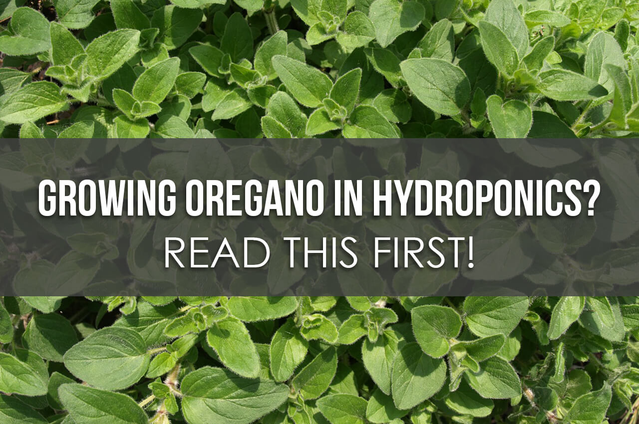Growing Oregano in Hydroponics? Read This First! Upstart University