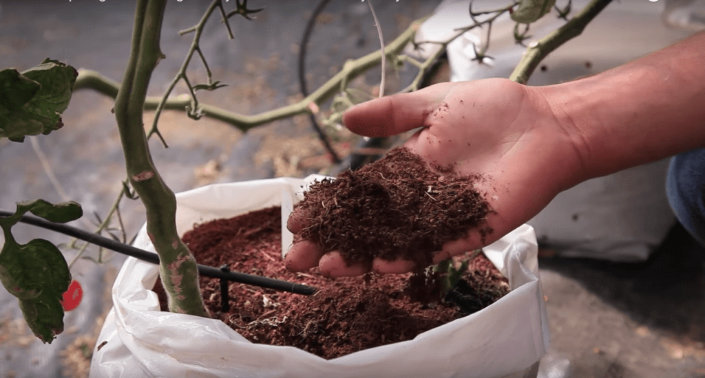 hydroponic cherry tomatoes bags with coir