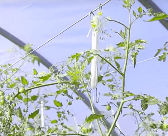 Hydroponic cherry tomatoes - tomahook