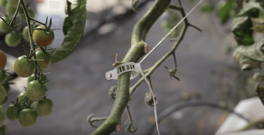 Hydroponic cherry tomatoes