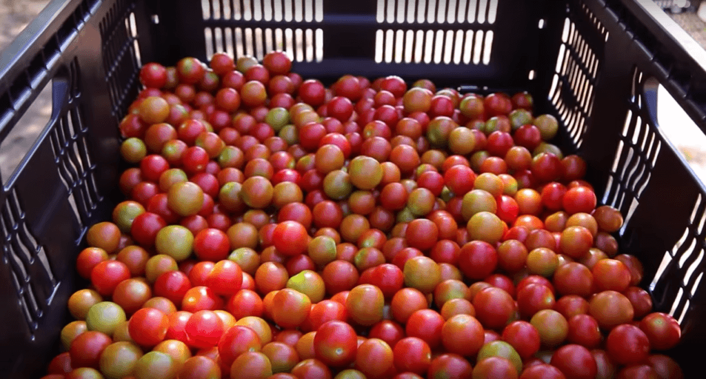 Hydroponic cherry tomatoes