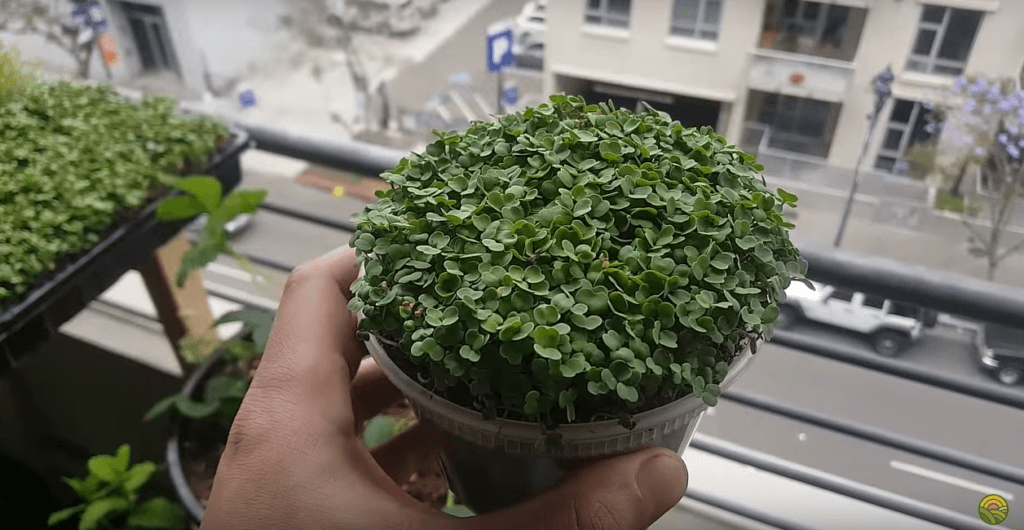 arugula microgreens